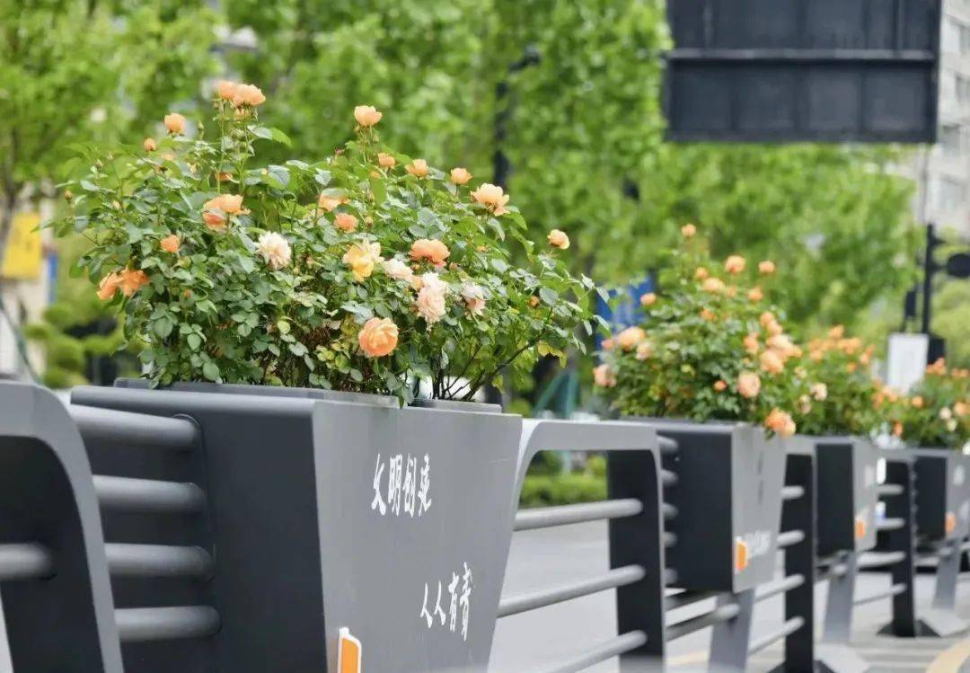 1689120734173820.jpeg 花箱