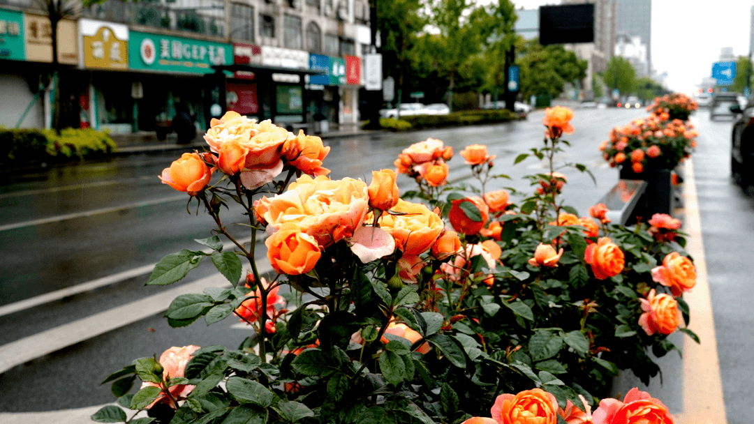 1689120870650224.png 花箱