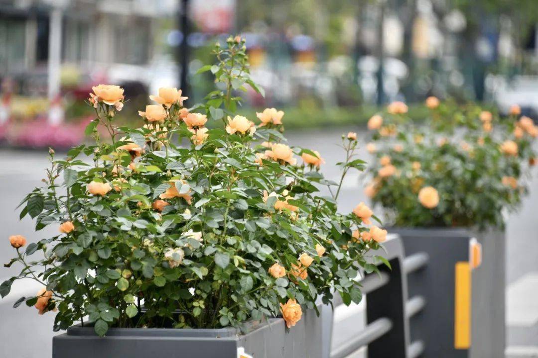 1689120870884887.jpeg 花箱