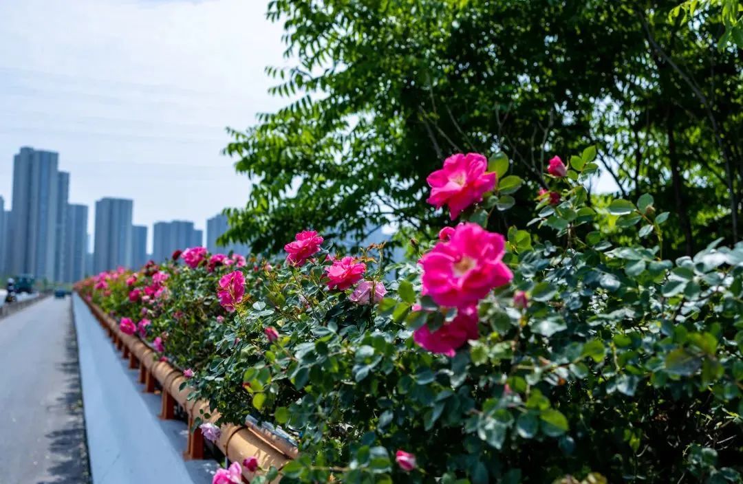 1689121947181189.jpg 花箱