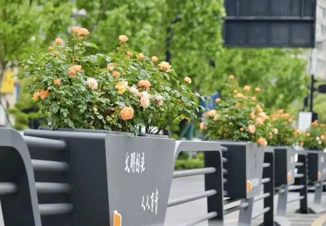 1689125856301764.jpg 花箱